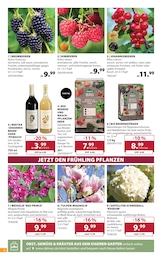 Dehner Garten-Center Pfirsiche im Prospekt Dehner Garten-Center Pfirsiche im Prospekt