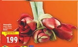Amaryllis für 1,99 € bei E center im Angebot Amaryllis im aktuellen E center Prospekt