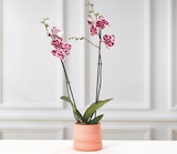 Orchidée 2 tiges en promo chez Bi1 Troyes à 11,99 €
