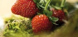 Aktuelle Erdbeeren Angebote bei Globus-Baumarkt in Stuttgart Aktuelles Erdbeerpflanze Angebot bei Globus-Baumarkt in Stuttgart ab 2,89 €