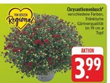EDEKA Zapfendorf - Chrysanthemenbusch Angebot im Prospekt Chrysanthemenbusch bei EDEKA im Zapfendorf Prospekt für 3,99 €