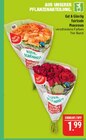 Fairtrade Moosrosen im Angebot bei Marktkauf in Schwabach Fairtrade Moosrosen Angebote von Gut & Günstig bei Marktkauf Schwabach für 1,99 €