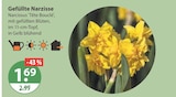 Gefüllte Narzisse im aktuellen V-Markt Prospekt