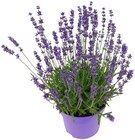 Lavendel im Angebot bei REWE in Bonn Lavendel Angebote von REWE Regional bei REWE Bonn für 1,99 €