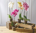 Orchidée 2 tiges en promo chez Super U Brest à 7,99 €