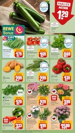 Nelke Angebot & Preis im aktuellen REWE Prospekt Nelke Angebot im aktuellen REWE Prospekt auf Seite 7