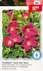 Flower Rain Rosen bei Raiffeisenmarkt im Prospekt "" für 11,99 €