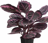 Korbmarante 'Surprise Star' von  im aktuellen Dehner Garten-Center Prospekt für 12,99 €