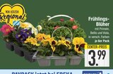 Frühlings-Blüher im Angebot bei EDEKA in Ingolstadt Frühlings-Blüher Angebote bei EDEKA Ingolstadt für 3,99 €