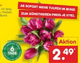Tulpen Angebote bei Netto Marken-Discount Kassel für 2,49 €