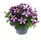 Petunien im aktuellen toom Baumarkt Prospekt