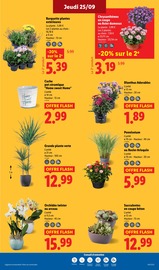 Chrysanthèmes Angebote im Prospekt "Vos produits du quotidien au meilleur prix, ça vaut le coup." von Lidl Chrysanthèmes Angebote im Prospekt "Vos produits du quotidien au meilleur prix, ça vaut le coup." von Lidl auf Seite 27