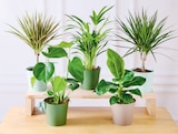 Plante verte - Super U à Gap Plante verte en promo chez Super U Gap à 9,99 €