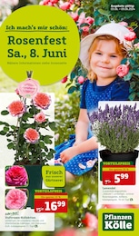 Pflanzen Kölle Prospekt für Birkenhain: "Rosenfest!", 12 Seiten, 03.06.2024 - 09.06.2024