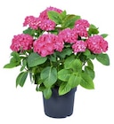 Aktuelles Bauernhortensie Angebot bei Hagebaumarkt in Regensburg ab 7,99 €
