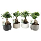 Ficus ginseng - Carrefour Ficus ginseng à 10,99 € dans le catalogue Carrefour