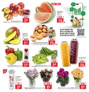 Pflanzen im Marktkauf Prospekt in Heilbronn Aktueller Marktkauf Prospekt mit Pflanzen, "Aktuelle Angebote", Seite 11