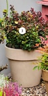 Angebot im Blumen Ostmann Visbek Prospekt Blumen Ostmann Visbek Prospekt mit im Angebot für 14,99 €