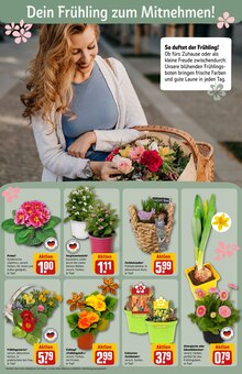Blumen im REWE Prospekt "Dein Markt" mit 30 Seiten (Bielefeld)