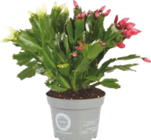 Schlumbergera - GARDENLINE dans le catalogue Aldi