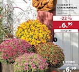 Aktuelle Kürbis Angebote bei Dehner Garten-Center in Darmstadt Aktuelles HERBST-CHRYSANTHEME Angebot bei Dehner Garten-Center in Darmstadt ab 6,99 €