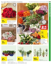 Plantes Angebote im Prospekt "Carrefour" von Carrefour auf Seite 29