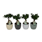Ficus ginseng en promo chez Carrefour Avignon à 8,99 €