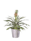 Ananas en pot céramique en promo chez Lidl Ananas en pot céramique dans le catalogue Lidl