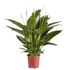 Spathiphyllum im Lidl Prospekt Spathiphyllum im aktuellen Lidl Prospekt für 6,99 €