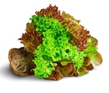 Deutsche bunte Salate mit Wurzel bei Penny im Volkach Prospekt für 1,00 €