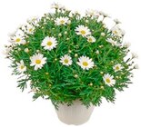 Strauchmargerite Busch im Angebot bei REWE in Wismar Strauchmargerite Busch Angebote von REWE Beste Wahl bei REWE Wismar für 6,99 €