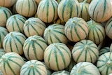 Melons porto charentais en promo chez Norma Melons porto charentais dans le catalogue Norma