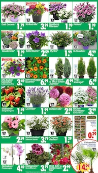 Palme im Wreesmann Prospekt "DEIN SAISON- & SONDERPOSTENMARKT!" mit 20 Seiten (Dresden)