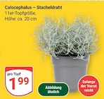 Calocephalus – Stacheldraht im Angebot bei GLOBUS in Altenburg Calocephalus – Stacheldraht Angebote bei GLOBUS Altenburg für 1,99 €