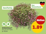 Penny - Schleierkraut Angebot im Prospekt Schleierkraut bei Penny im Prospekt "" für 1,89 €