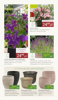 Lavendel im Pflanzen Kölle Prospekt "BLÜHENDE DUFTOASE" mit 14 Seiten (Berlin)