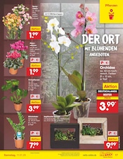 Ähnliche Angebote wie Stiefmütterchen im Prospekt "Aktuelle Angebote" auf Seite 25 von Netto Marken-Discount in Bad Kreuznach