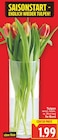 Tulpen im Angebot bei E center in Falkensee Tulpen Angebote bei E center Falkensee für 1,99 €