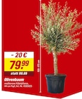 Aktuelles Olivenbaum Angebot bei toom Baumarkt in Mannheim ab 79,99 €