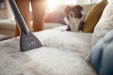 Staubsauger, beutellos im Angebot bei Lidl in Pinneberg Staubsauger, beutellos Angebote von PHILIPS bei Lidl Pinneberg für 69,99 €