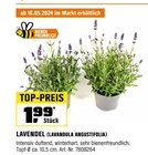 Aktuelles Lavendel Angebot bei OBI in Bielefeld ab 1,99 €