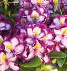 Aktuelle Pflanzen Angebote bei Hornbach in Gelsenkirchen Aktuelles Rhododendron Angebot bei Hornbach in Gelsenkirchen ab 9,99 €