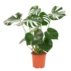 Monstera en promo chez Carrefour Noisy-le-Grand à 9,99 €