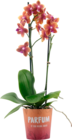 ORCHIDÉE 2 BRANCHES PARFUMÉE - SANS MARQUE - Auchan Supermarché à Villeurbanne ORCHIDÉE 2 BRANCHES PARFUMÉE - SANS MARQUE en promo chez Auchan Supermarché Villeurbanne à 14,99 €
