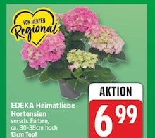 Edeka Pflanzen Angebot  Finde den Preis im aktuellen Prospekt