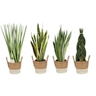 Sansevieria  en panier en promo chez Carrefour Nice à 15,99 €