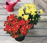 Chrysantheme américain unicolore ou tricolore - U Express à Épinal Chrysantheme américain unicolore ou tricolore en promo chez U Express Épinal à 8,19 €