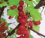 Arbuste à petits fruits pot 1.5 litre à Intermarché Hyper dans Friolais Arbuste à petits fruits pot 1.5 litre à Intermarché Hyper dans Friolais