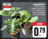 E center Seßlach - Gemüsepflanze Angebot im Prospekt Gemüsepflanze bei E center im Seßlach Prospekt für 0,79 €