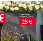 Pflanztopf im Woolworth Prospekt Pflanztopf von im aktuellen Woolworth Prospekt für 25,00 €